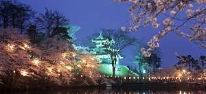 Takada Park Cherry Blossoms Night