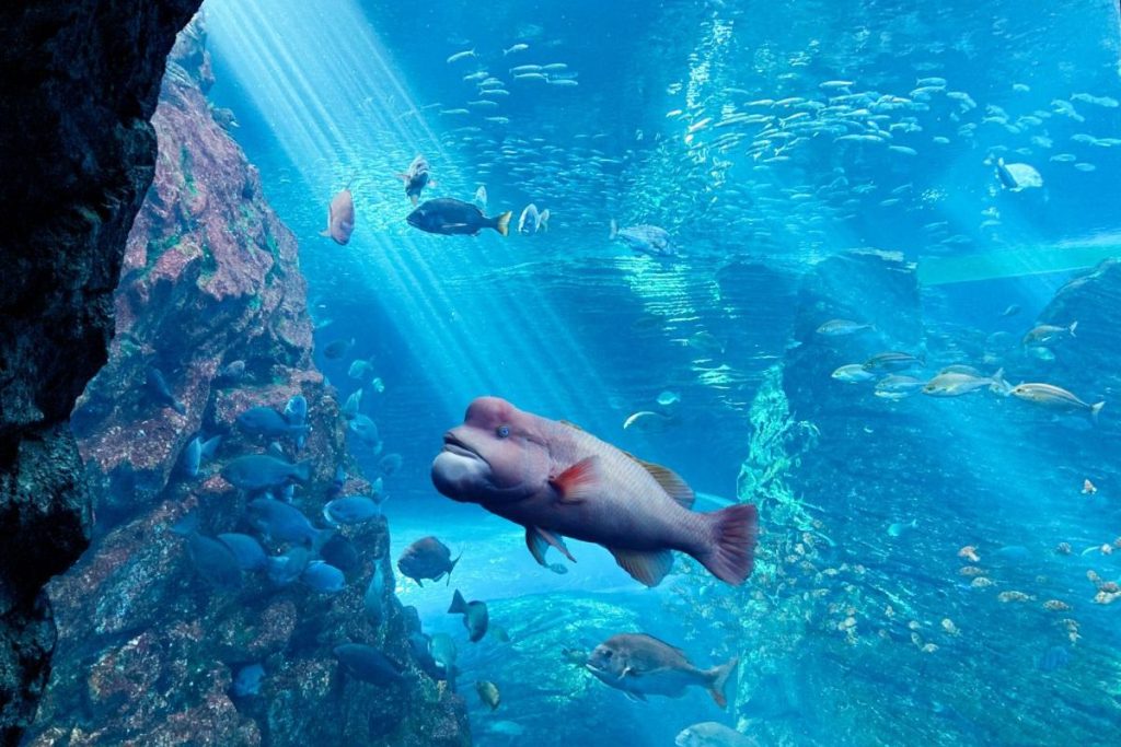 umagatari aquarium joetsu