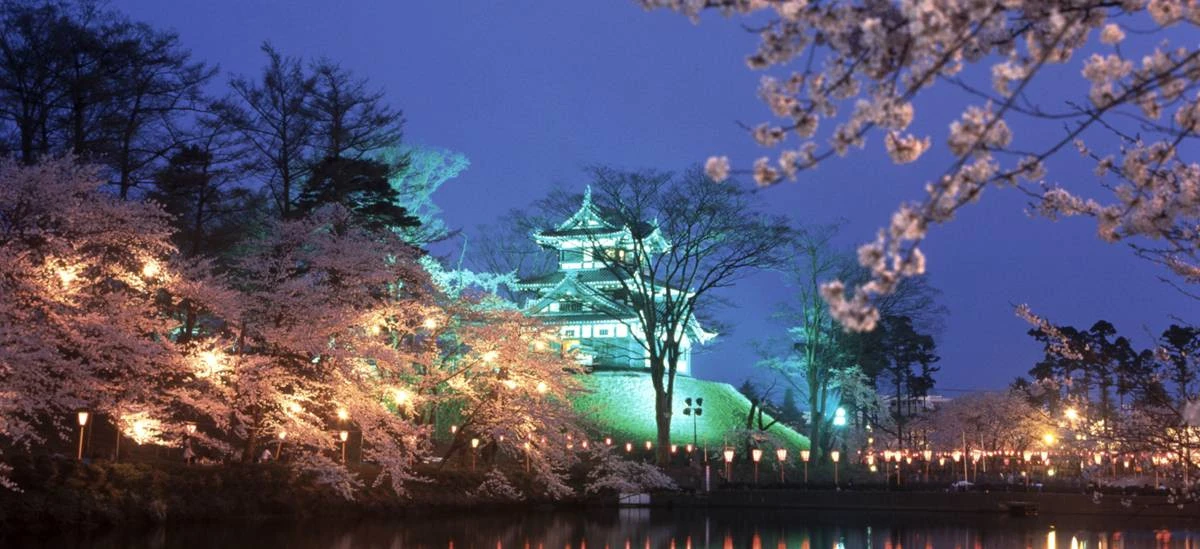 Takada Park Cherry Blossoms Night - unknown japan